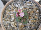 Androsace elatior?