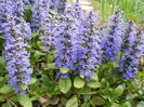 Ajuga reptans?
