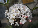Viburnum burkwoodii