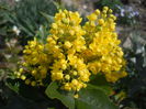 Mahonia aquifolium