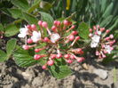 Viburnum carlesii