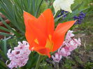 Tulipa Juan (2015, April 11)