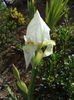 22 Iris germanica
