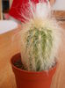cactus pufos