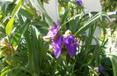 tradescantia