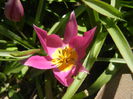 Tulipa pulchella Violacea (2015, April 11)