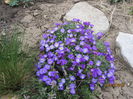 Aubrieta