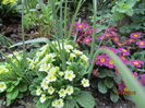 Primula