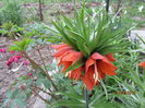 Fritillaria imperialis