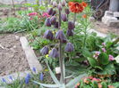 Fritillaria Persica