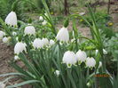 Leucojum