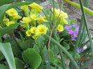 Primula