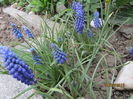 Muscari