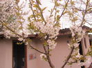 Cires inflorit