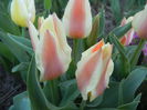 Tulipa Quebec (2015, April 11)