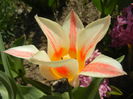 Tulipa Quebec (2015, April 13)