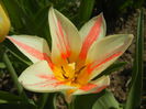 Tulipa Quebec (2015, April 13)