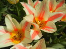 Tulipa Quebec (2015, April 13)