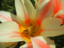 Tulipa Quebec (2015, April 13)