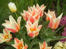 Tulipa Quebec (2015, April 14)