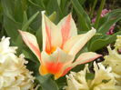 Tulipa Quebec (2015, April 14)