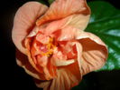 SAM_4157