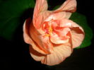 SAM_4159
