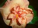 SAM_4197