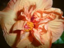 SAM_4198