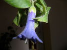 iochroma blue angel