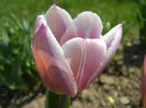 Tulipa Synaeda Blue (2015, April 13)