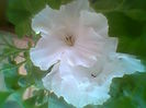 Fotogr.1998