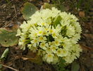 primula