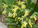 primula officinalis