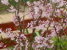 prunus kurilensis Ruby