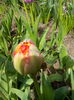 IMG_20150416_121831