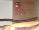 MASCUL ROSELLA RUBIN