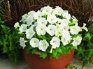 petunia__picobella_white_