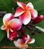 plumeria fancy
