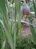 FRITILARIA UVA VULPIS