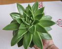 17 aprilie 01-echeveria