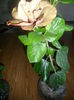 SAM_4226