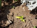 80 Hosta Orange Marmelade