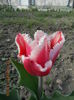 DSCN4216