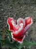 DSCN4218