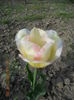 DSCN4219
