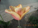 DSCN4230