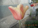 DSCN4231