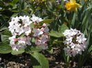 Viburnum carlesii