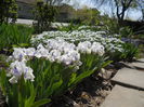 Iris?